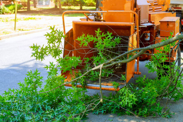 Best Arborist Consultation Services  in Panora, IA